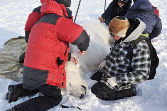 Polar bear on Franz Josef Land archipelago