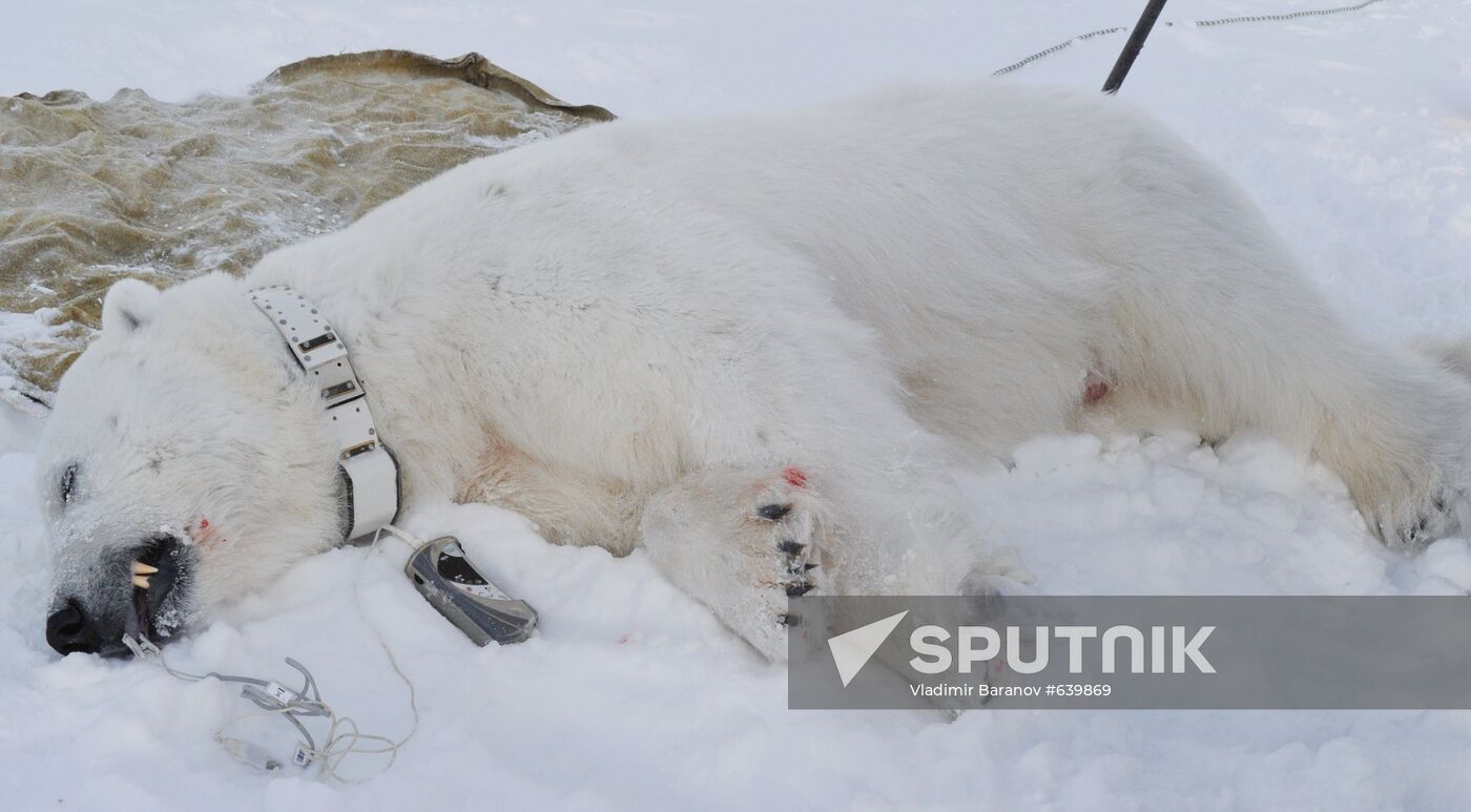 Polar bear on Franz Josef Land archipelago