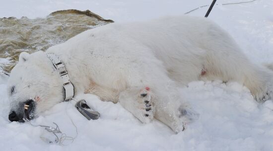Polar bear on Franz Josef Land archipelago