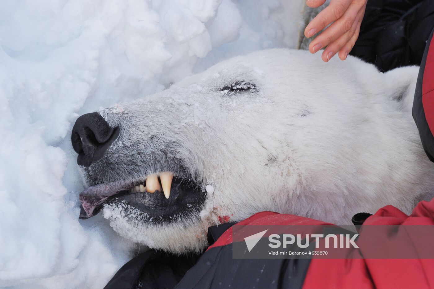 Polar bear on Franz Josef Land archipelago