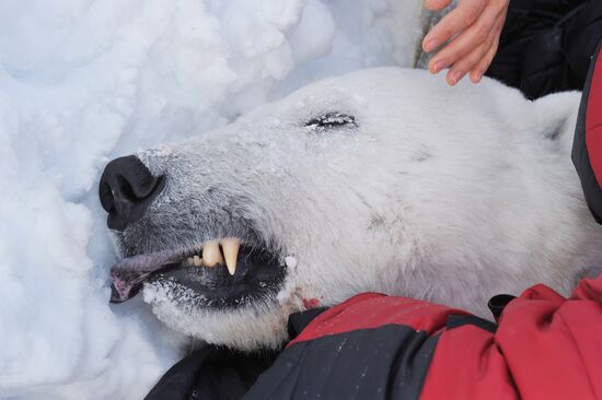 Polar bear on Franz Josef Land archipelago