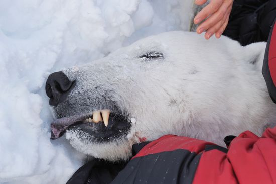 Polar bear on Franz Josef Land archipelago