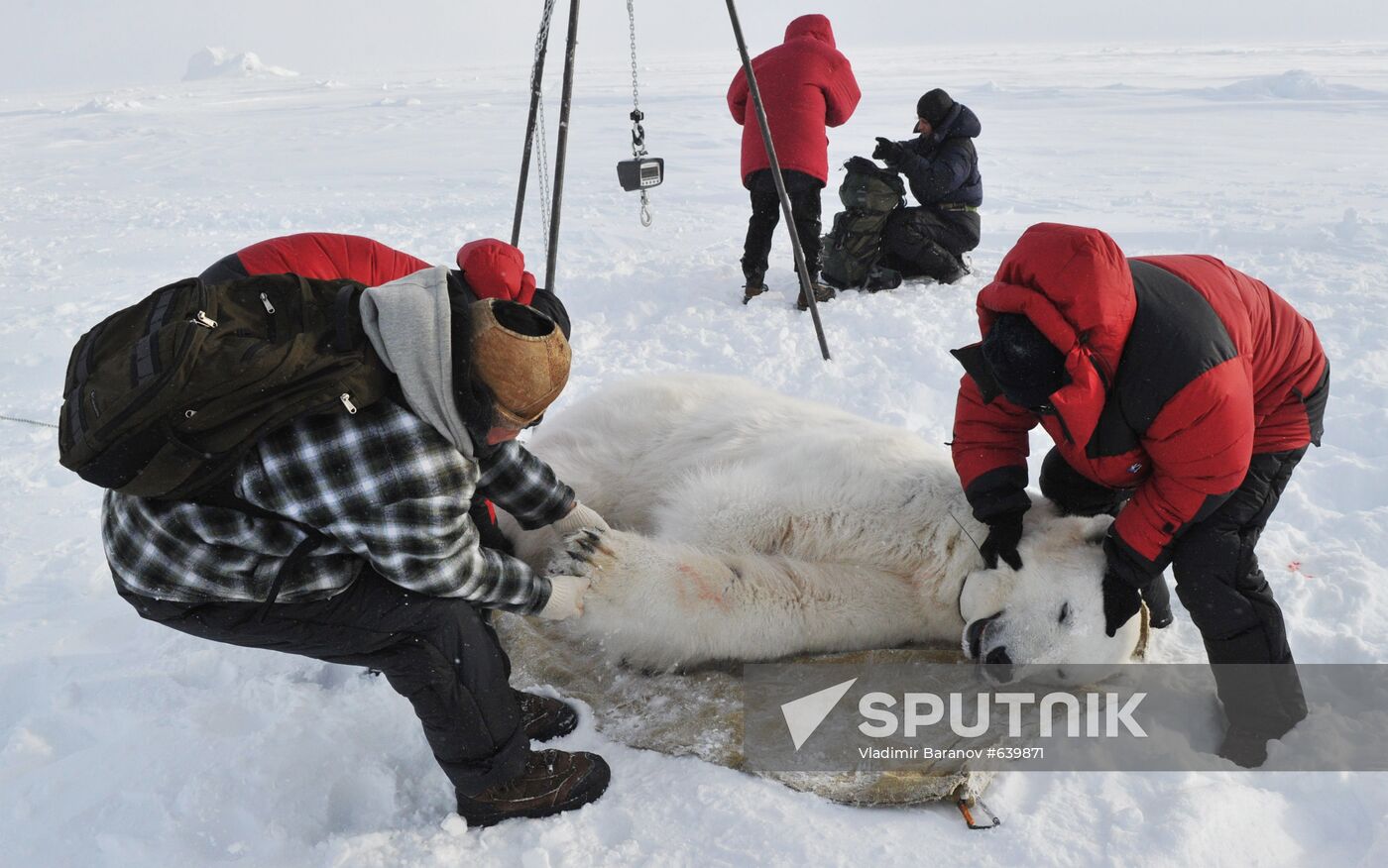 Polar bear at Franz Josef Land archipelago