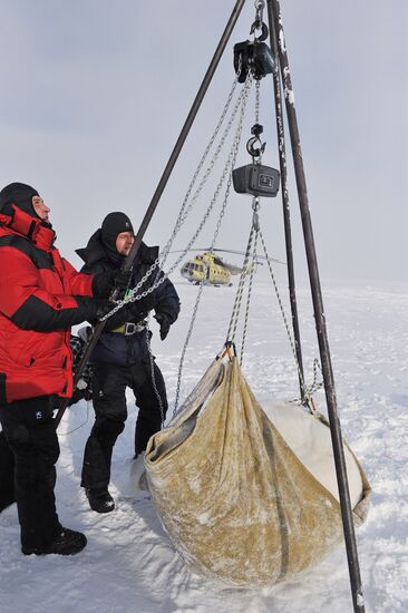 Polar bear at Franz Josef Land archipelago