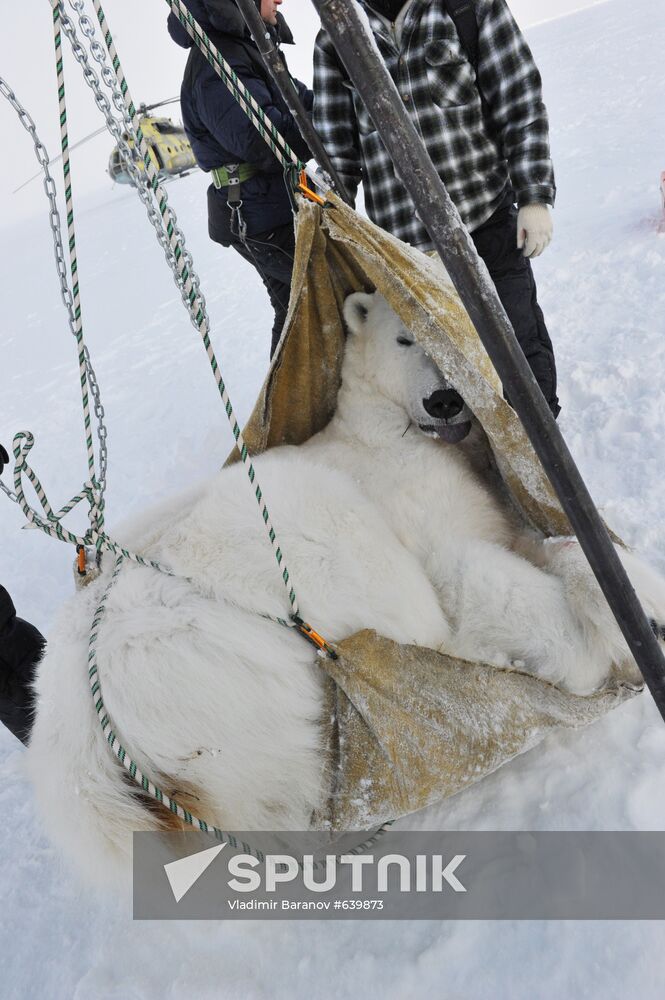 Polar bear at Franz Josef Land archipelago