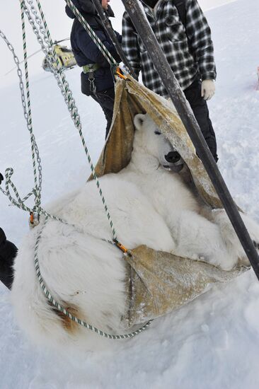 Polar bear at Franz Josef Land archipelago