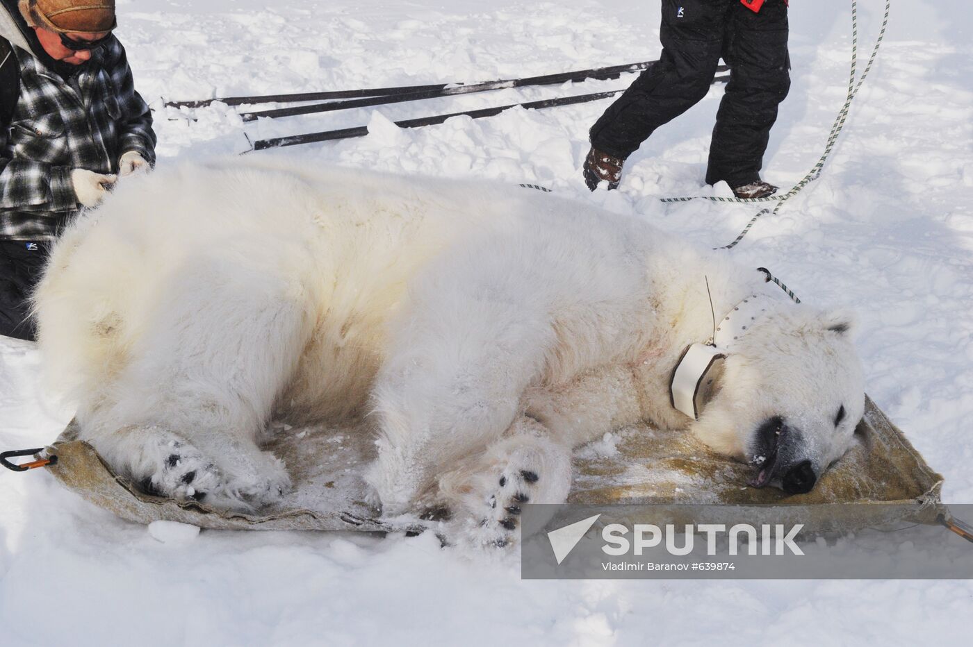 Polar bear at Franz Josef Land archipelago