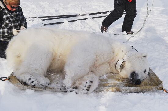 Polar bear at Franz Josef Land archipelago
