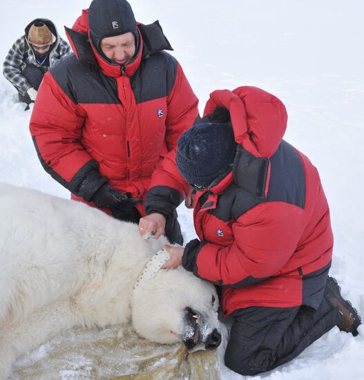 Polar bear on Franz Josef Land archipelago