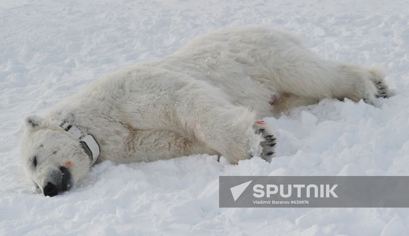 Polar bear on Franz Josef Land archipelago