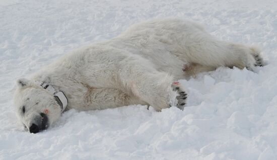 Polar bear on Franz Josef Land archipelago