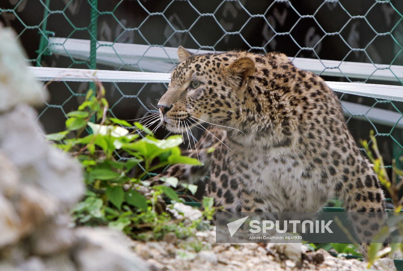 Female leopard