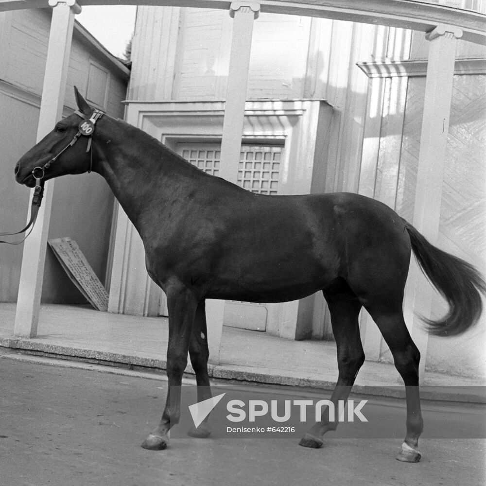 International Horse Auction