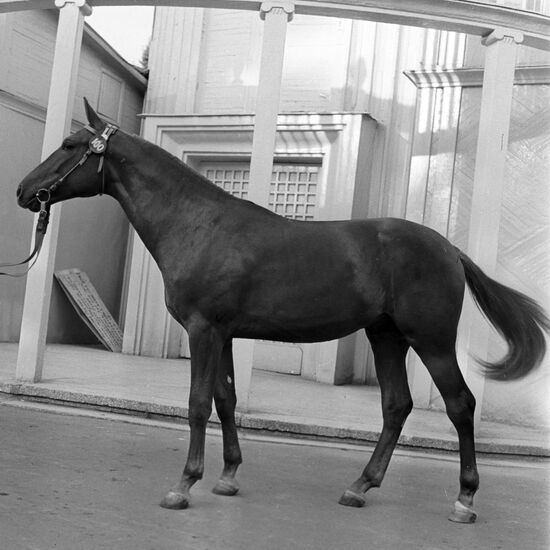 International Horse Auction