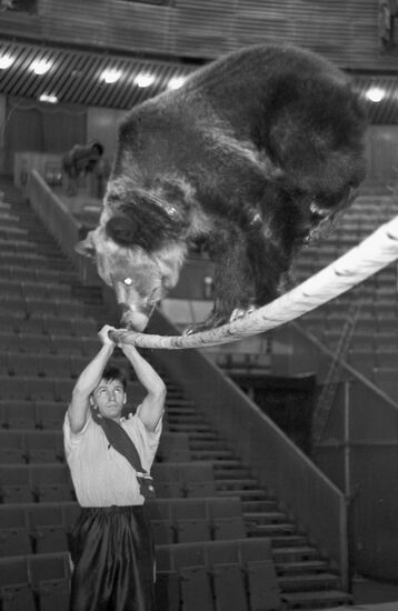 Rehearsing for performance with trained bear