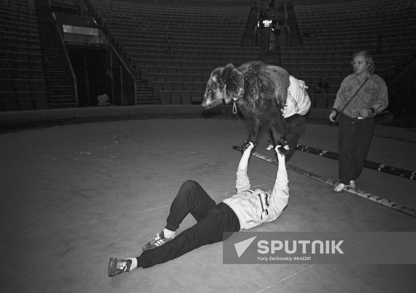 Rehearsing for performance with trained bear