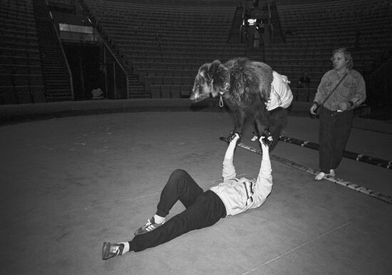 Rehearsing for performance with trained bear