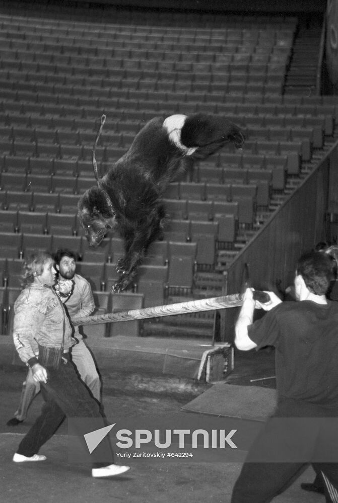 Rehearsing for performance with trained bear