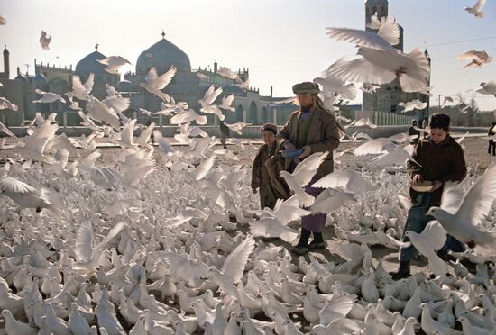 White doves in front of Mazar-e-Sharif Mosque