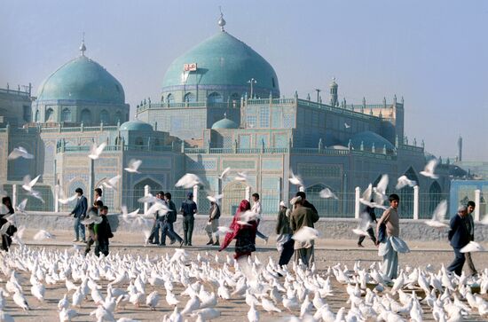 White doves in front of Mazar-e-Sharif Mosque