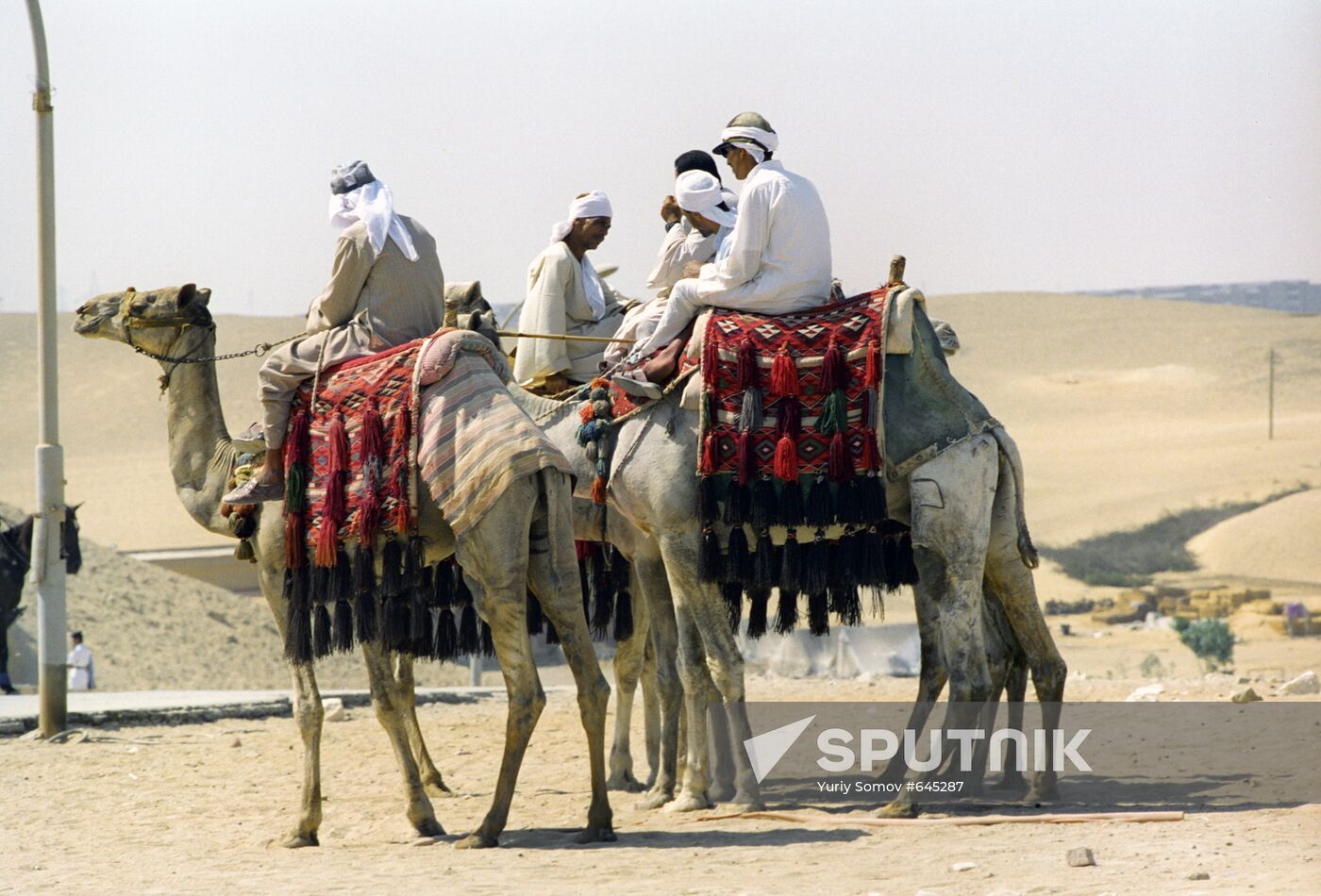 Camel riding near Giza