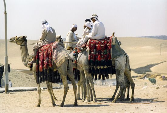 Camel riding near Giza