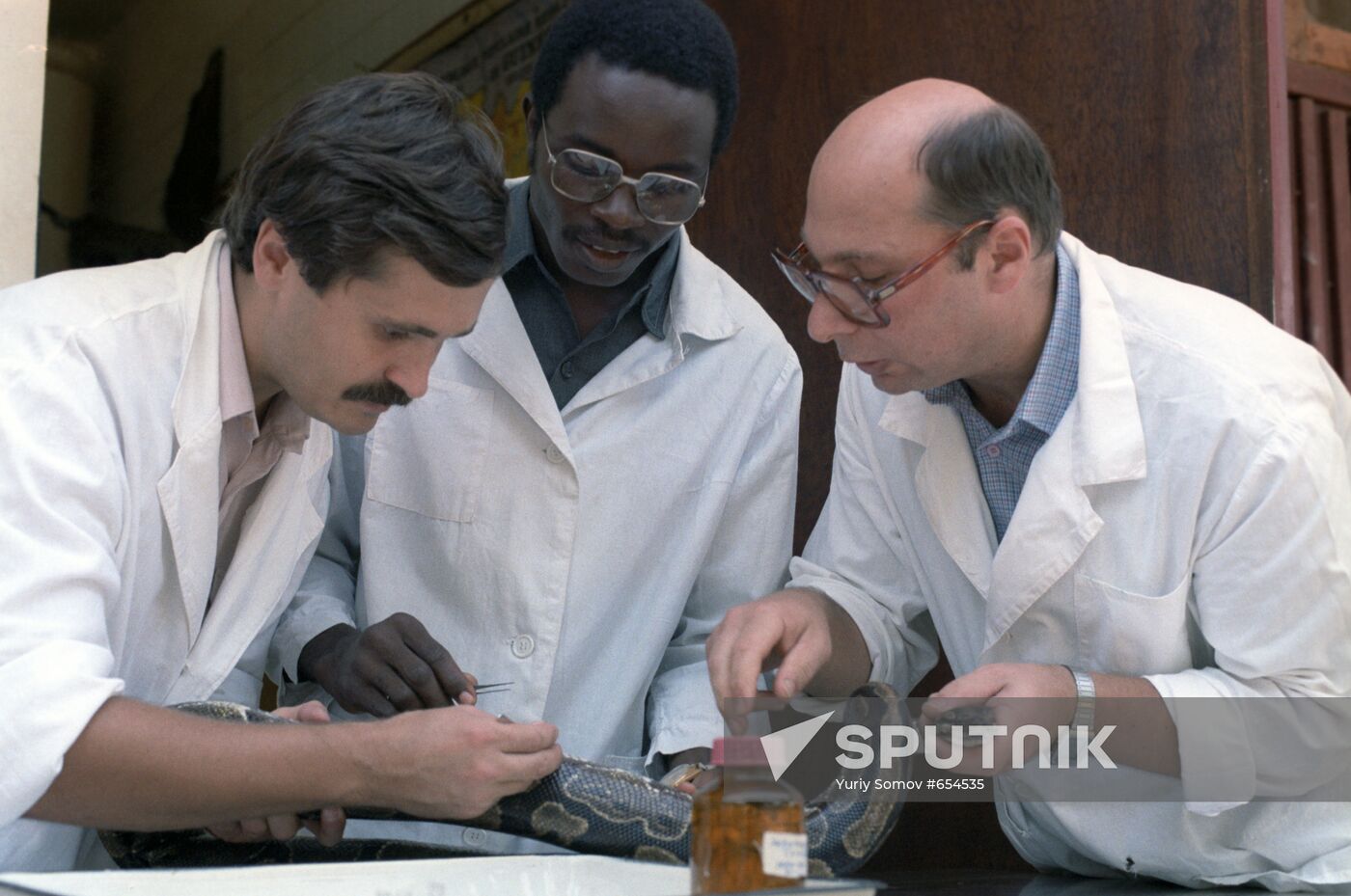 Zoologists examining python