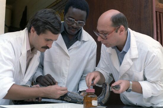 Zoologists examining python