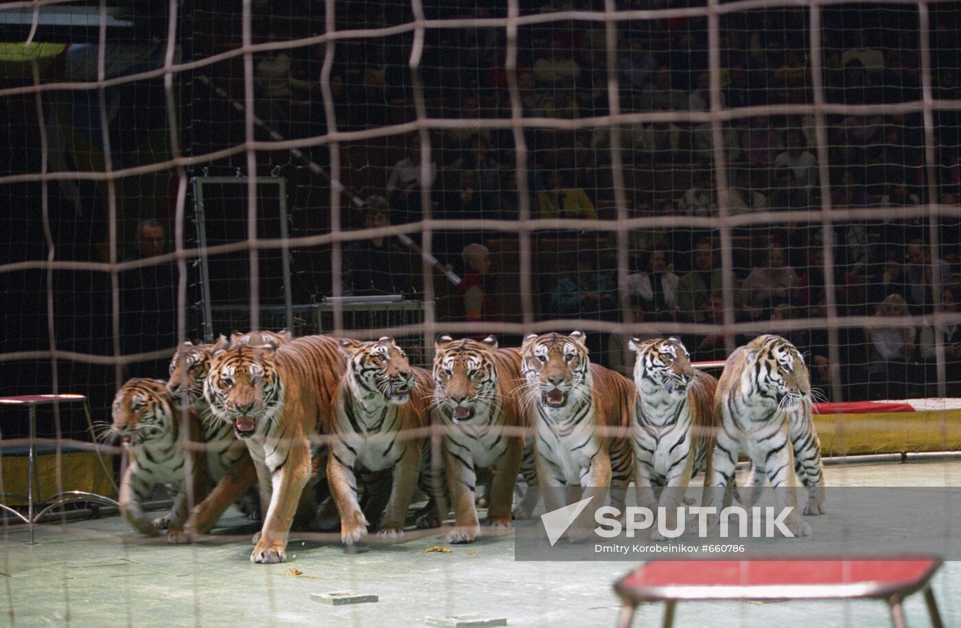 Show with tigers