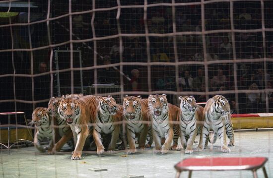 Show with tigers
