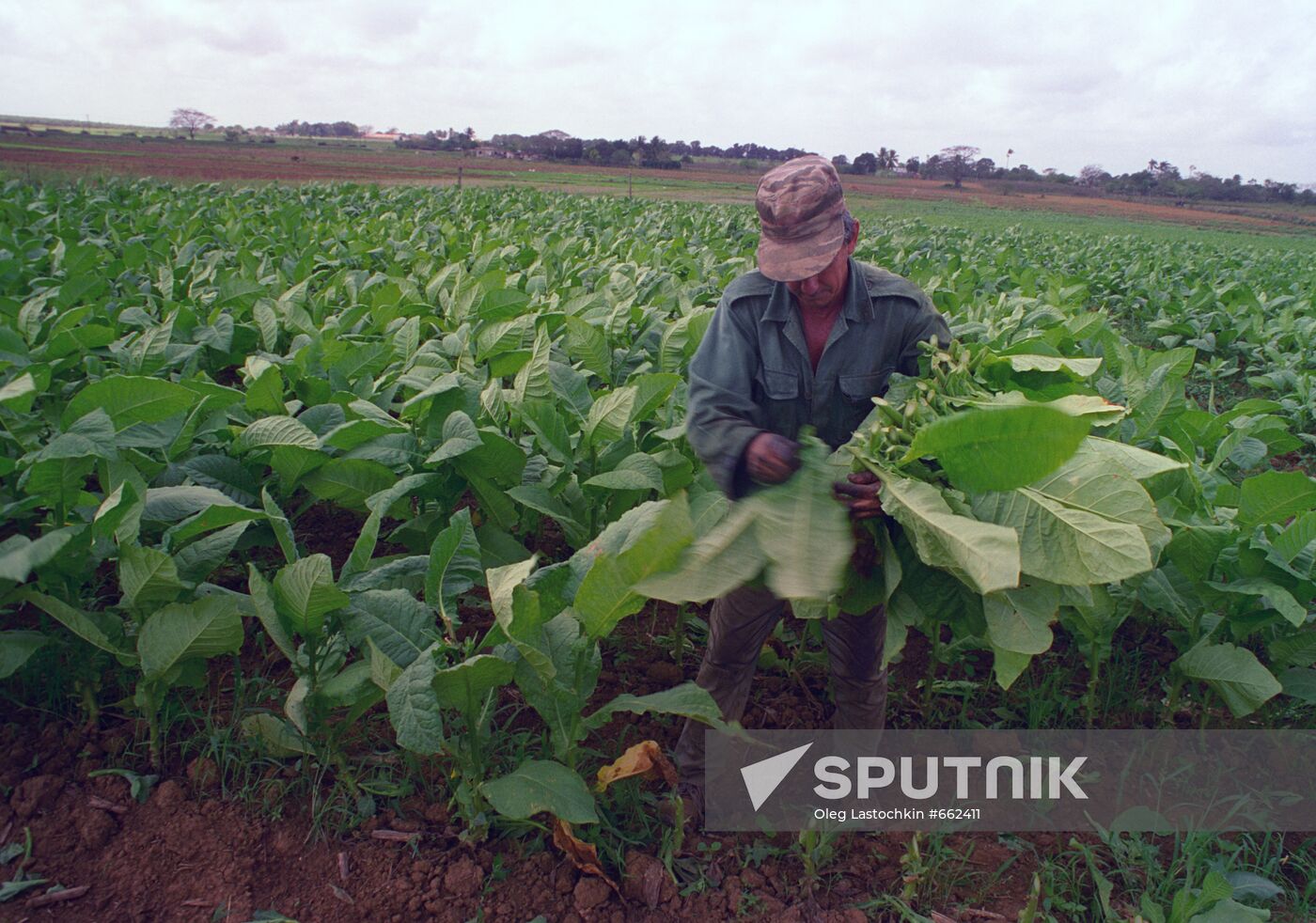 Harvesting tobacco leaves
