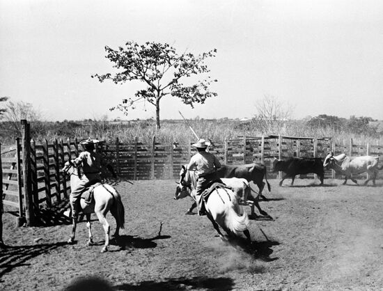 Cattle pen