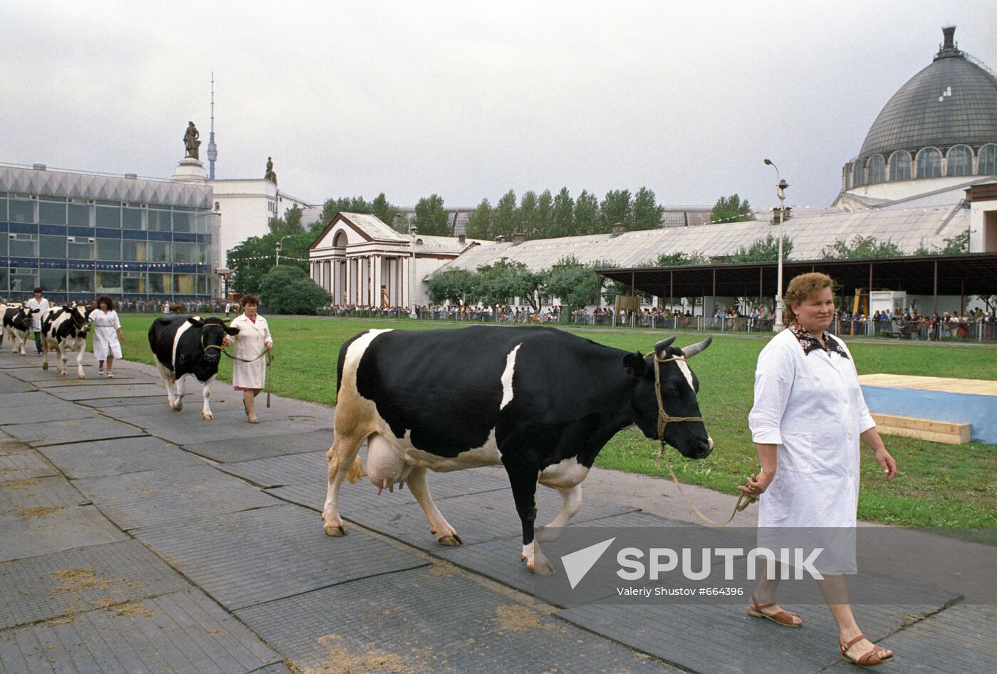 Breeding cattle auction at VDNKh