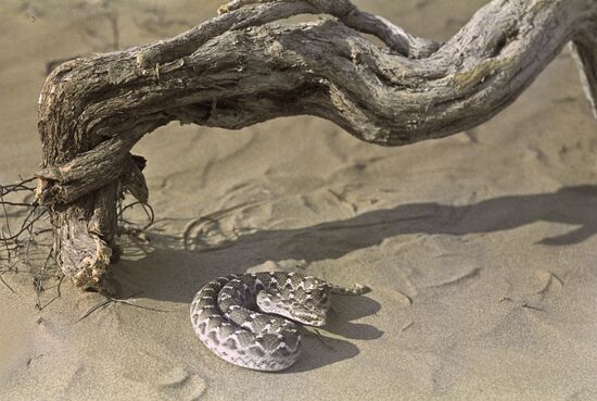 Poisonous carpet viper