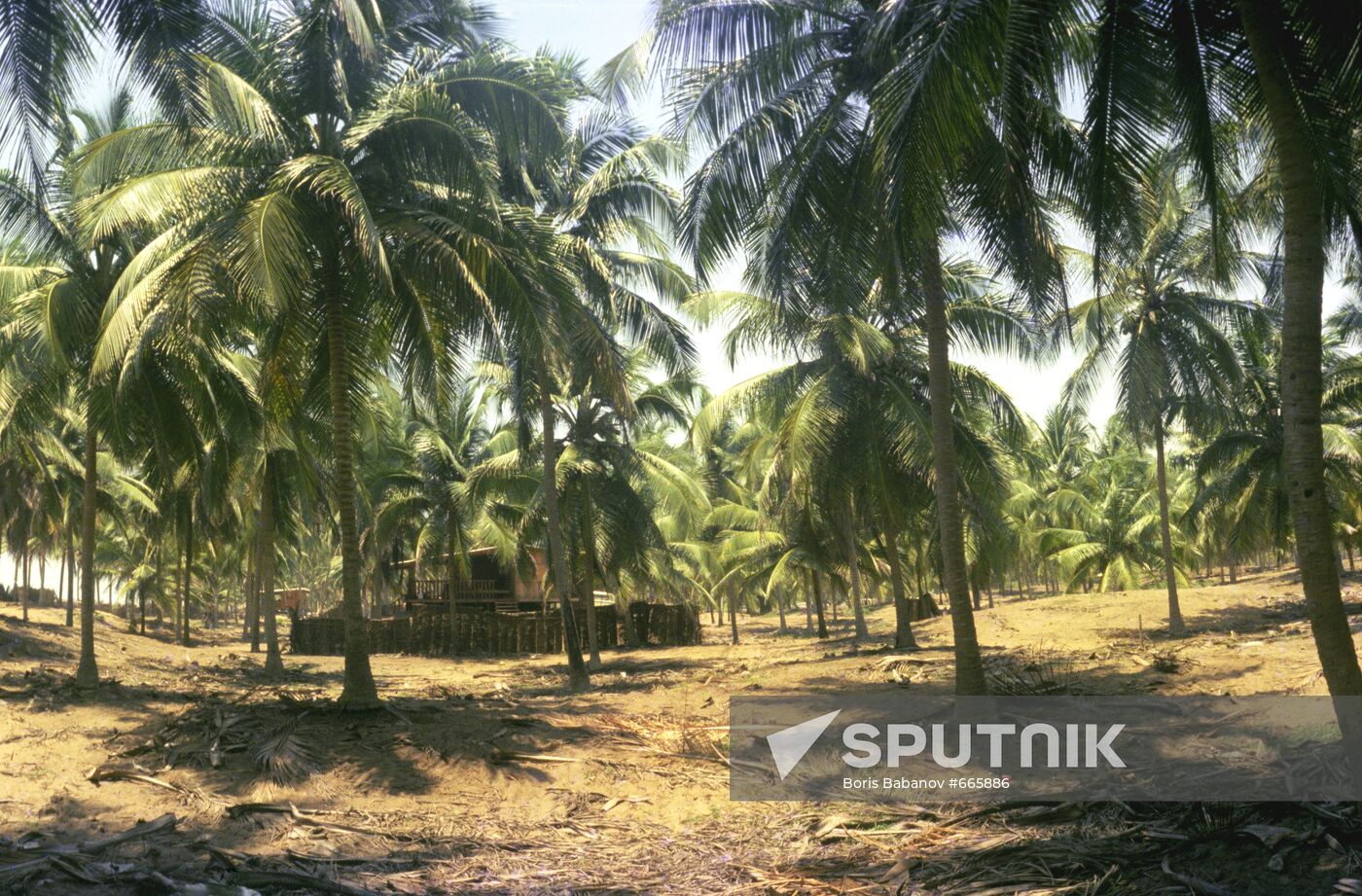 Coconut plantations