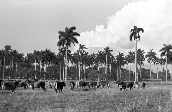 Cattle-breeding complex