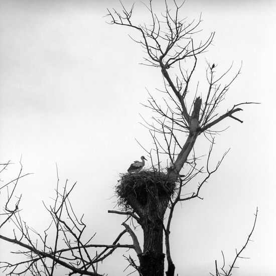 Stork