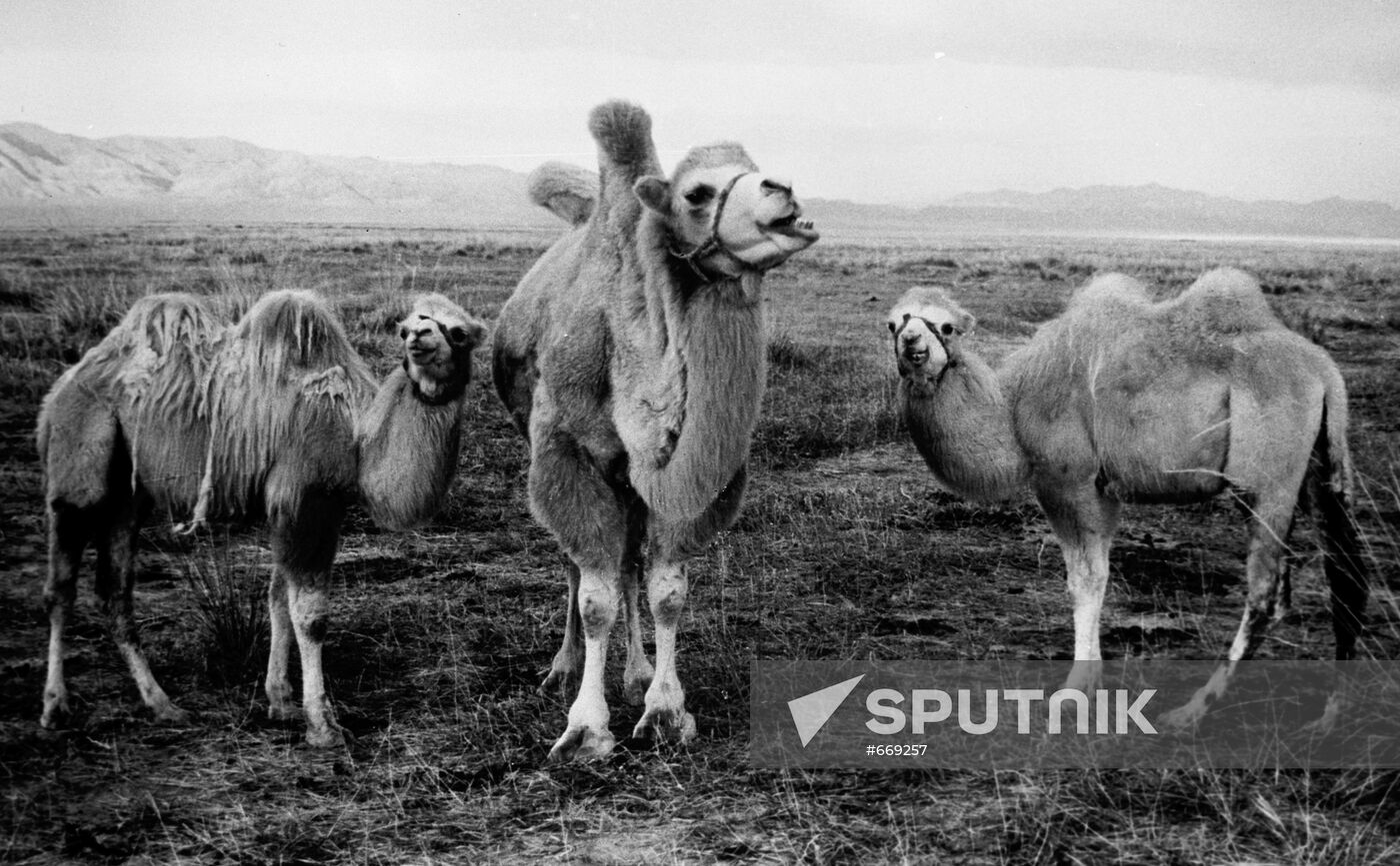 Camel