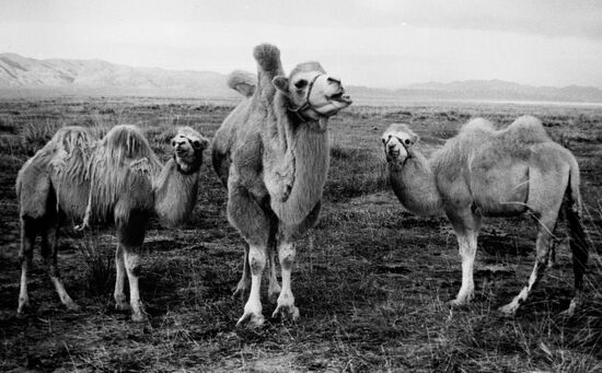 Camel