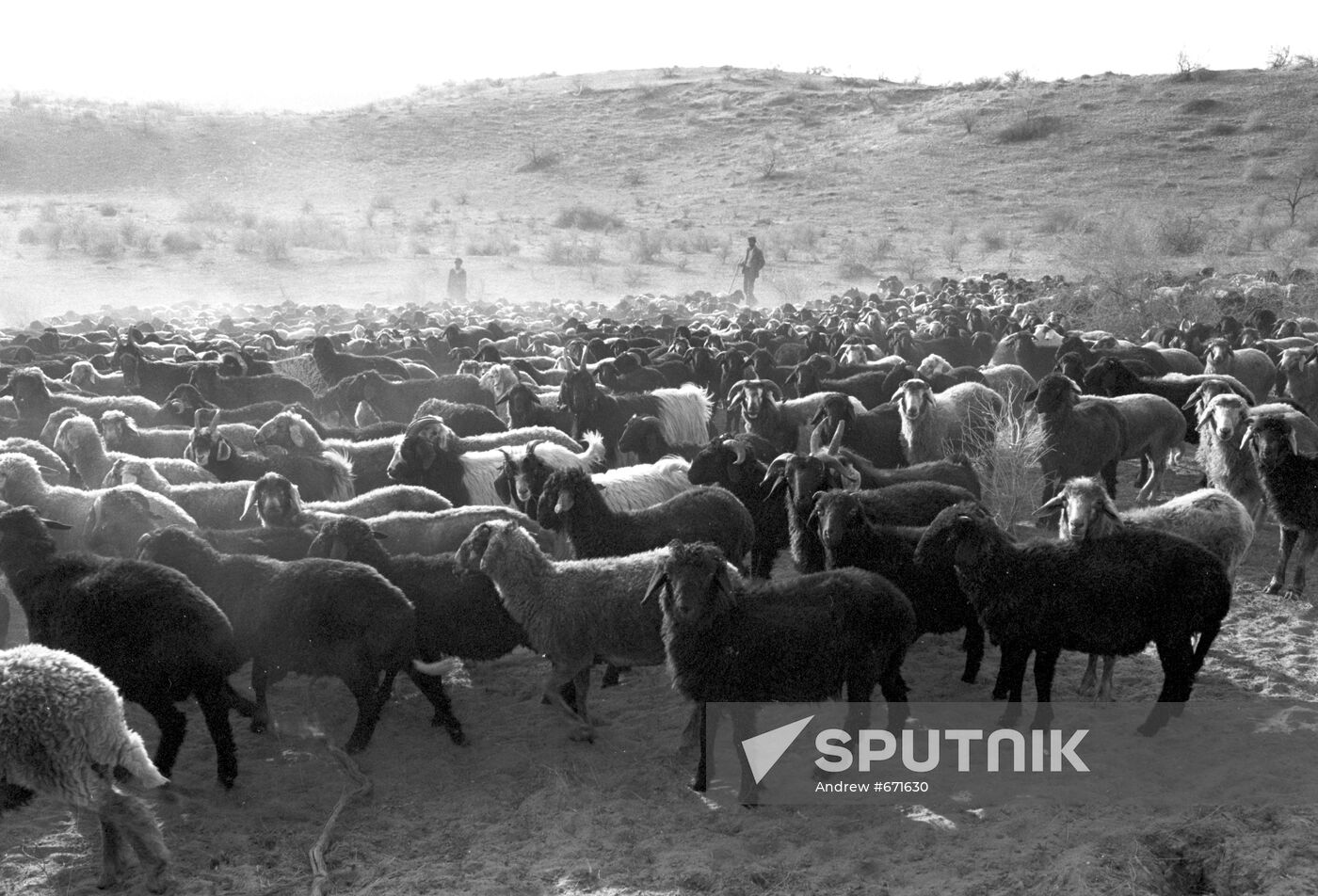 Herd of sheep from Teze-Yel collective farm