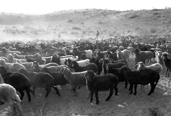 Herd of sheep from Teze-Yel collective farm