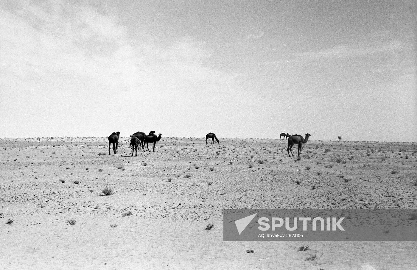 Camels