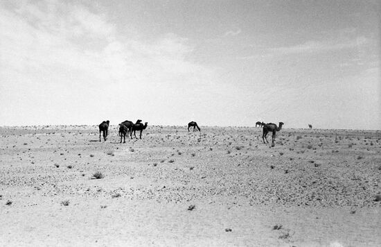 Camels