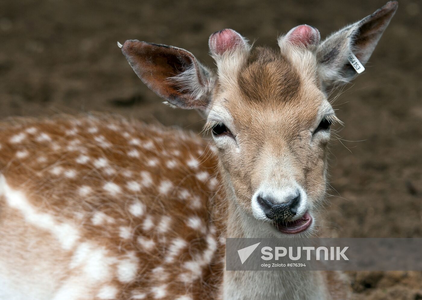 European fallow deer in Nizhny Novgorod zoo Limpopo