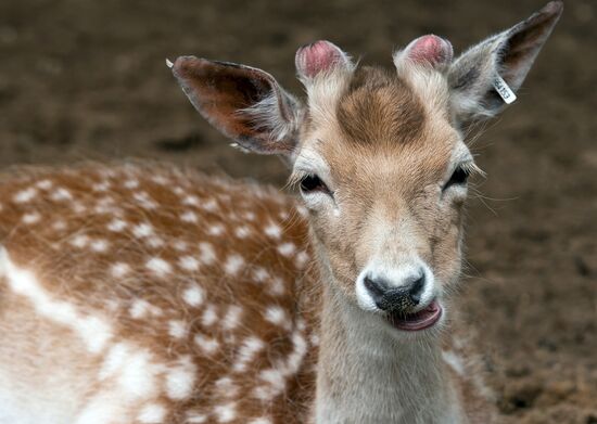 European fallow deer in Nizhny Novgorod zoo Limpopo