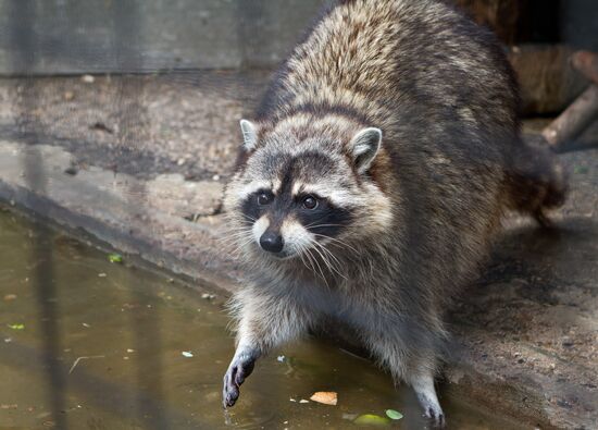 Racoon in Nizhny Novgorod zoo Limpopo