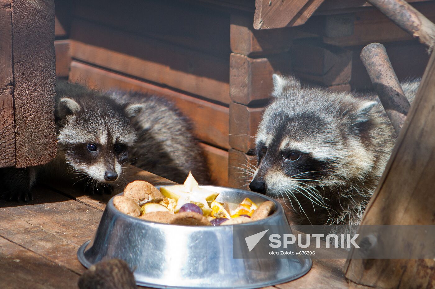 Racoons in Nizhny Novgorod zoo Limpopo