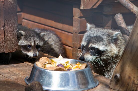 Racoons in Nizhny Novgorod zoo Limpopo