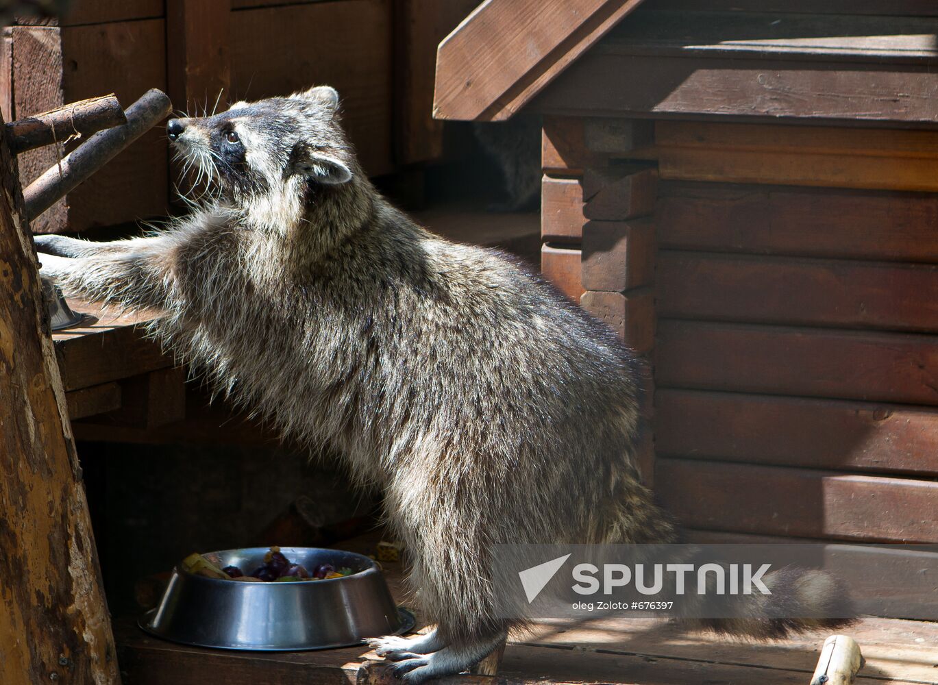 Racoon in Nizhny Novgorod zoo Limpopo