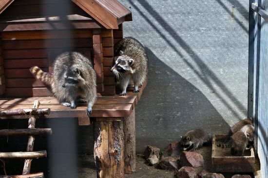 Racoons in Nizhny Novgorod zoo Limpopo